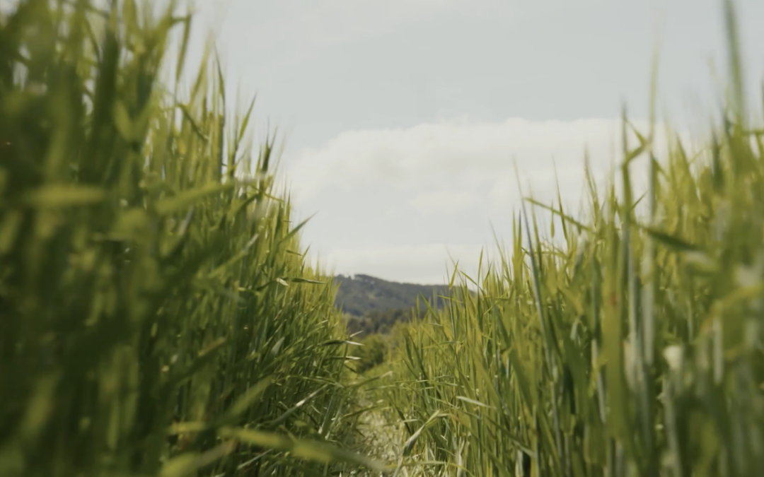 The Spanish Community of Practice: Scaling Carbon Farming in Navarra