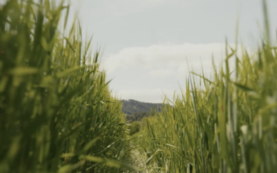 The Spanish Community of Practice: Scaling Carbon Farming in Navarra